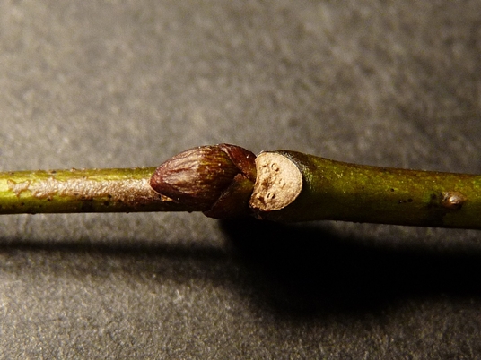 {Staphylea trifolia}